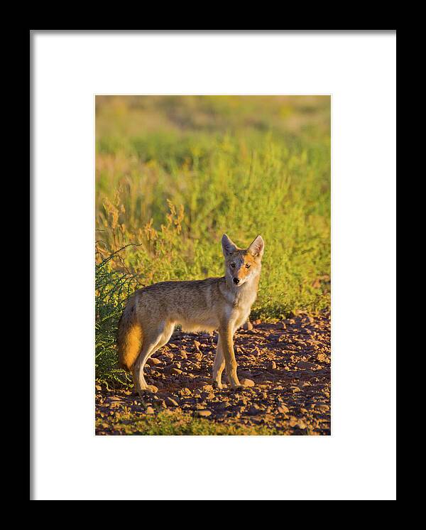 American Jackal Framed Print featuring the photograph Coyote Puppy In Sunlight by John De Bord