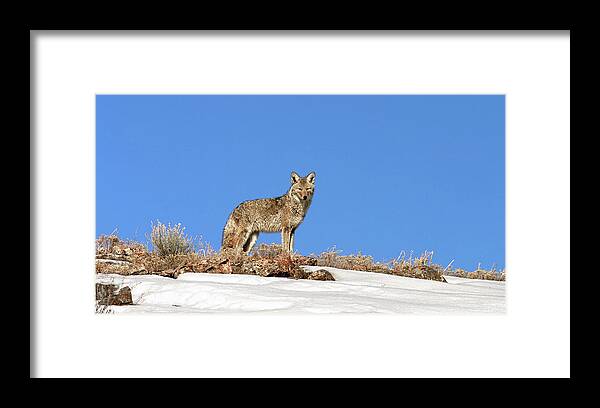 Coyote Framed Print featuring the photograph Coyote by Ronnie And Frances Howard