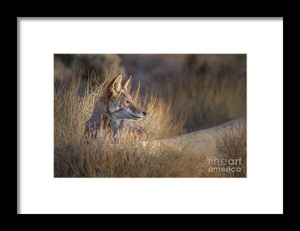 Coyote Framed Print featuring the photograph Coyote Watch #1 by Lisa Manifold