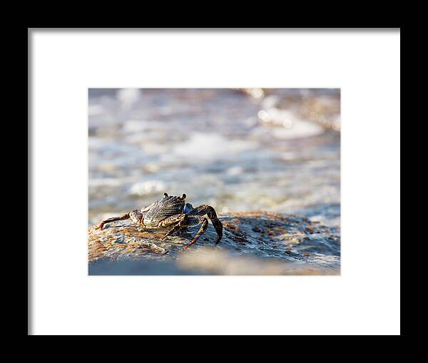 Crab Framed Print featuring the photograph Crab Looking for Food by David Buhler