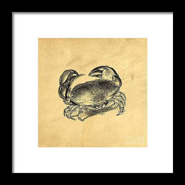 Crab Framed Print featuring the drawing Crab Vintage by Edward Fielding