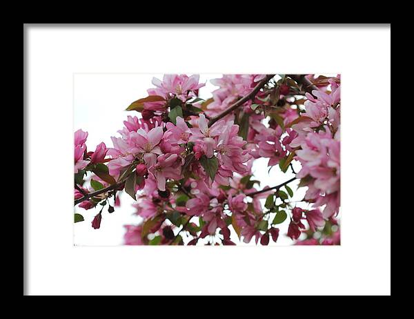 Landscape Framed Print featuring the photograph Crabapple Blossoms #3 by Donna L Munro