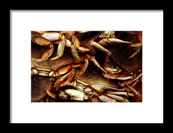 Ocean Framed Print featuring the photograph Crabs Awaiting their Fate by Jennifer Bright Burr