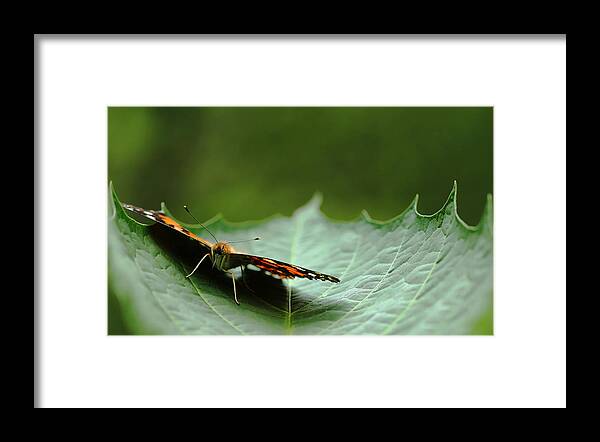 Butterfly Framed Print featuring the photograph Cradled Painted Lady by Debbie Oppermann
