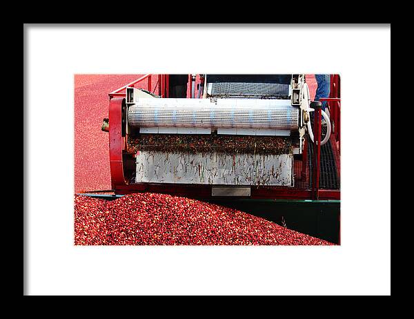 Apacheco Framed Print featuring the photograph Cranberry Harvest by Andrew Pacheco