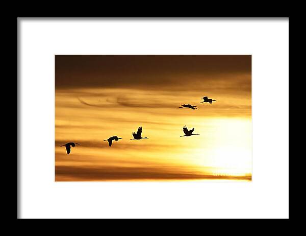 Photography Framed Print featuring the photograph Cranes at Sunrise 2 by Larry Ricker