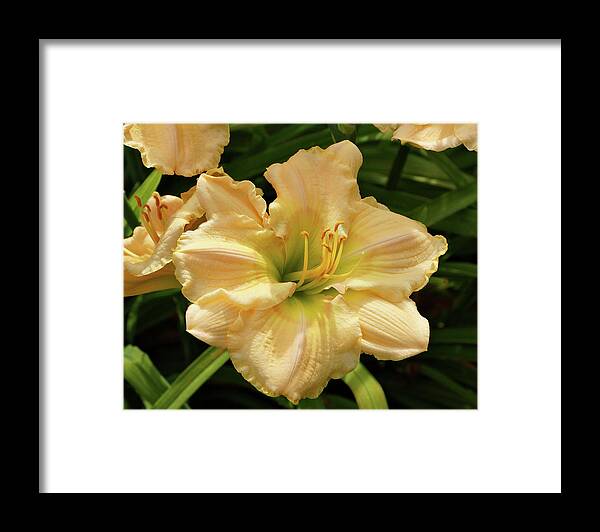 Daylilies Framed Print featuring the photograph Cream Daylily by Sandy Keeton