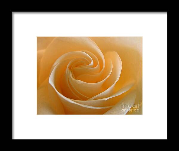 Rose Framed Print featuring the photograph Cream Rose by Kelly Holm