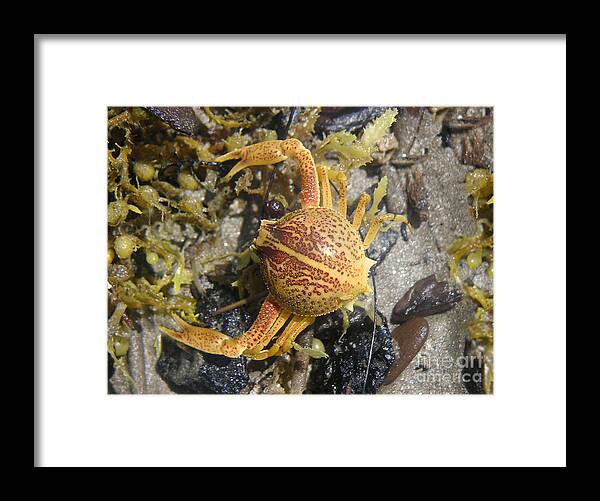 Nature Framed Print featuring the photograph Creatures Of The Gulf - Lost Treasure by Lucyna A M Green