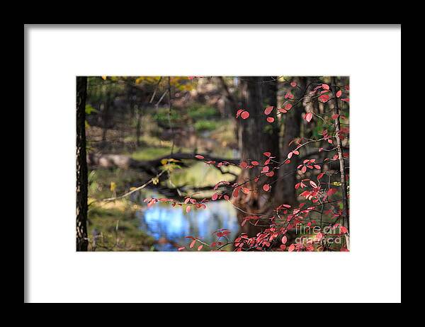 Day Framed Print featuring the photograph Creek and Fall Color by Richard Smith