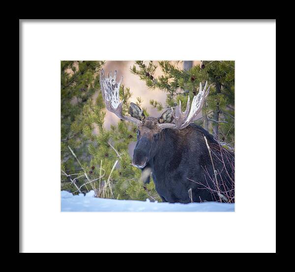 Moose Framed Print featuring the photograph Creekside by Kevin Dietrich