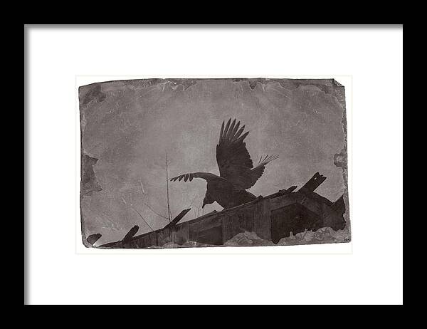 Wildlife Framed Print featuring the photograph Creepy Buzzard by John Benedict