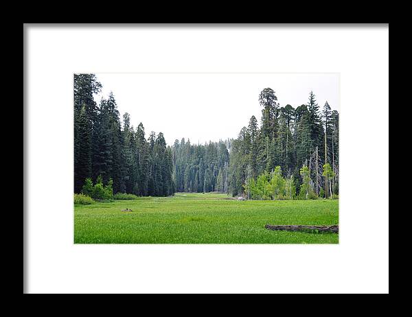 Sequoia National Park Framed Print featuring the photograph Crescent Meadow by Kyle Hanson