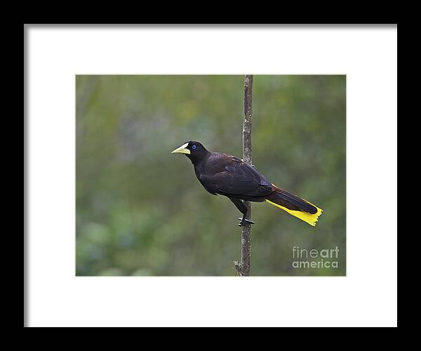 Festblues Framed Print featuring the photograph Crested Oropendola... by Nina Stavlund
