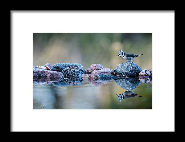 Crested Tit's Reflection Framed Print featuring the photograph Crested Tit's reflection by Torbjorn Swenelius