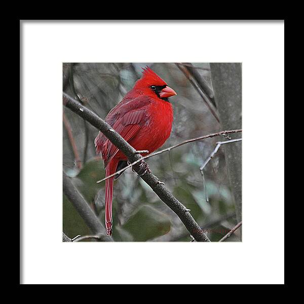 Bird Framed Print featuring the digital art Crimson Cardinal by DigiArt Diaries by Vicky B Fuller