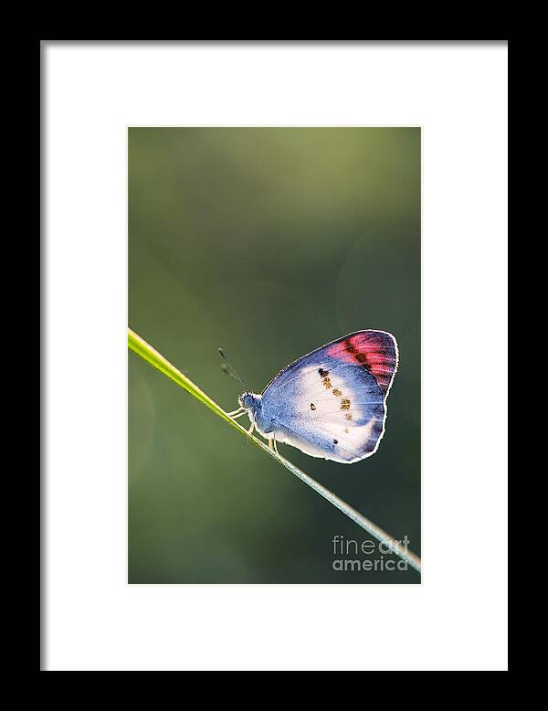 Crimson Tip Butterfly Framed Print featuring the photograph Crimson tip butterfly by Tim Gainey