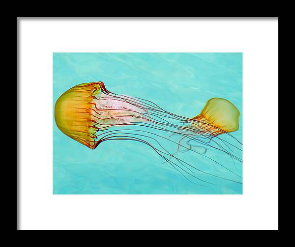 Jelly Fish Framed Print featuring the photograph Criss Cross by Derek Dean
