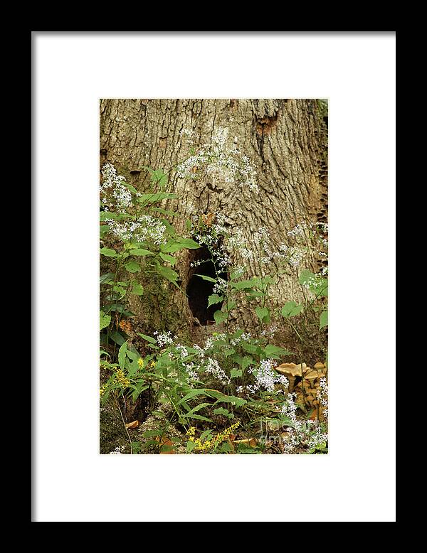 Tree Framed Print featuring the photograph Critter Hole by Debbie Burkhalter