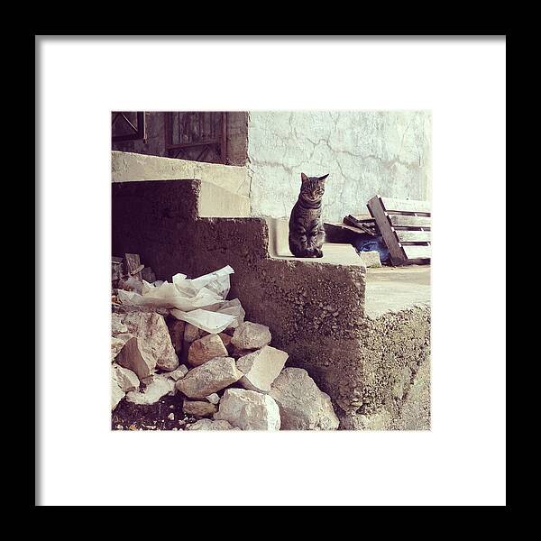 Cat Framed Print featuring the photograph Croatian Cat by Marcus Best