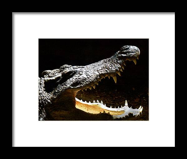 Reptile Framed Print featuring the photograph Crocodile by Scott Hovind