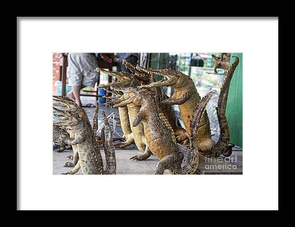 Cambodia Framed Print featuring the photograph Crocodiles Rock by Chuck Kuhn