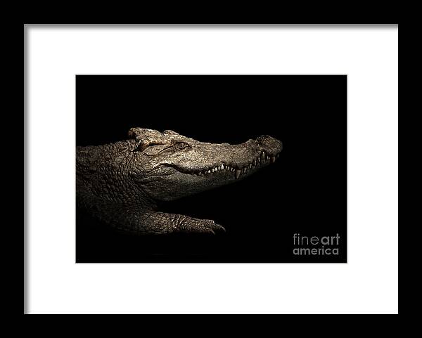 Dark Framed Print featuring the photograph Croodile In The Dark by Anan Kaewkhammul
