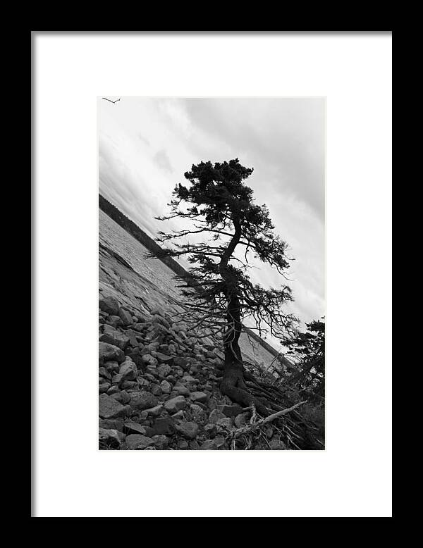 Tree Framed Print featuring the photograph Crooked by Becca Wilcox