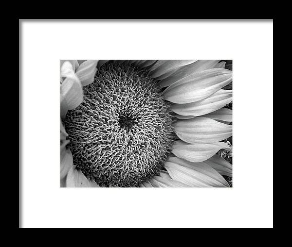 Sunflower Framed Print featuring the photograph Cropped Sunflower B W by David T Wilkinson