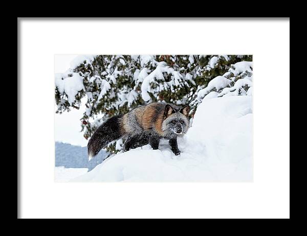 Cross Fox Framed Print featuring the photograph Cross Fox by Wes and Dotty Weber