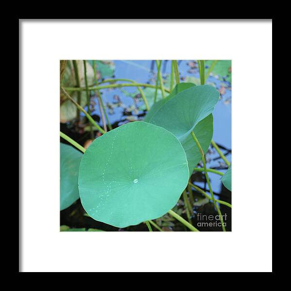  Framed Print featuring the photograph Crossing the Lily Pond Outback Nubmer Two Square by Heather Kirk
