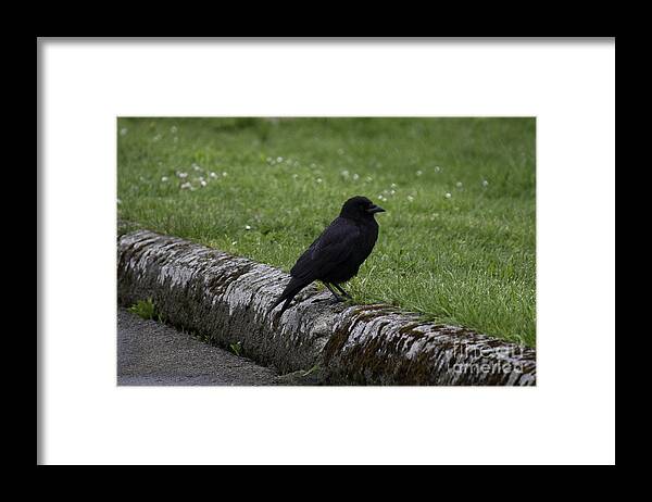 Landscape Framed Print featuring the photograph Crow at Point Roberts by Donna L Munro