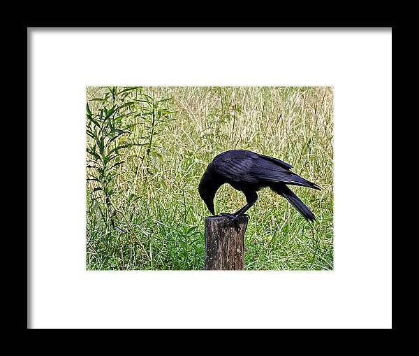 Birds Framed Print featuring the photograph Crow on a Post by Jennifer Robin