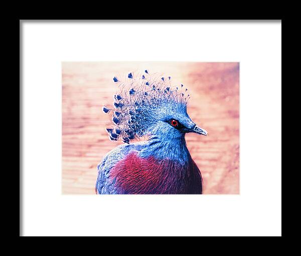 Bird Framed Print featuring the photograph Crowned pigeon by Jaroslav Buna