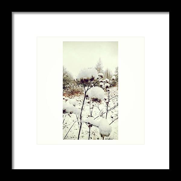 Plants Framed Print featuring the photograph Crowns Of Snow

#winter #snow #floral by Mandy Tabatt