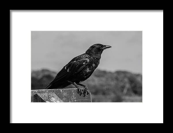 Photo For Sale Framed Print featuring the photograph Crow's Feet by Robert Wilder Jr