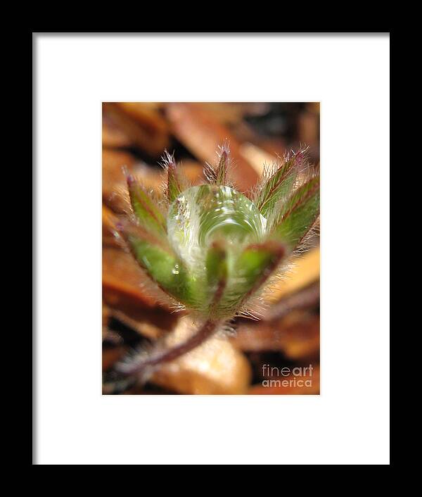 Flower Framed Print featuring the photograph Crystal Clear Photography by Holy Hands