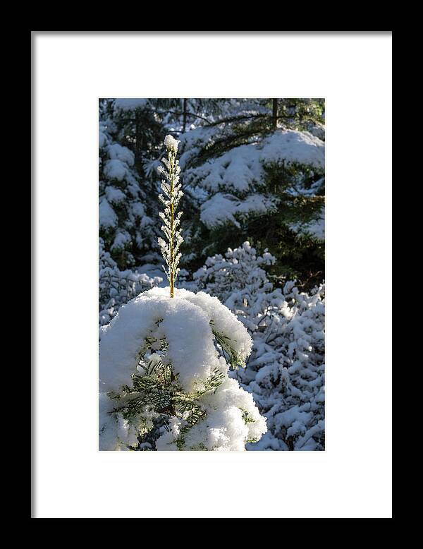 Winter Framed Print featuring the photograph Crystal Tree by Jan Davies