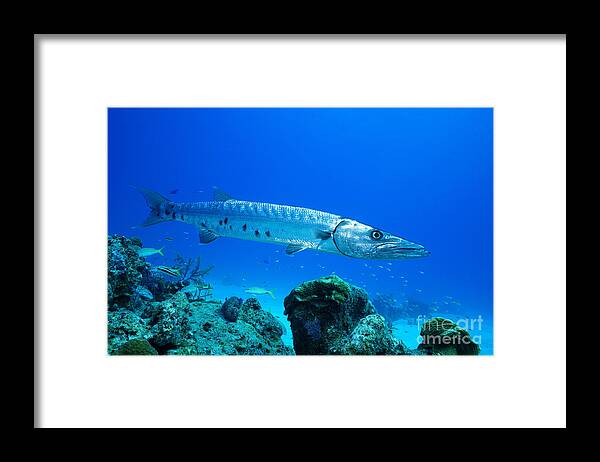 Barracuda Framed Print featuring the photograph Shimmer by Aaron Whittemore