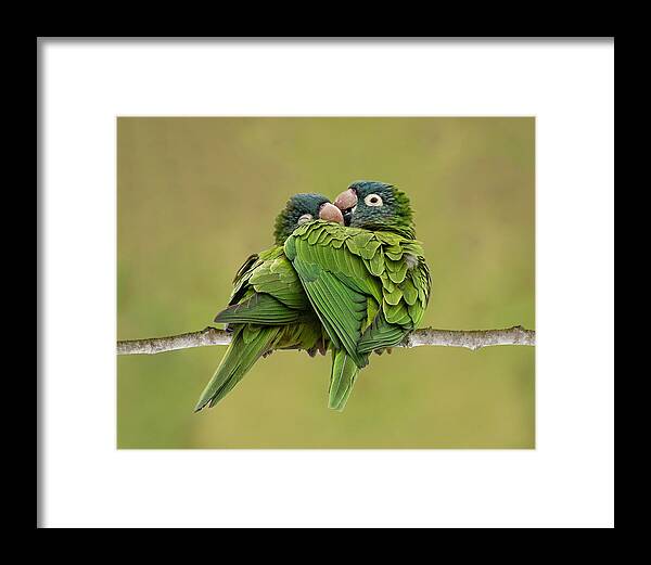 Animal Framed Print featuring the photograph Cuddle Time by Dawn Currie