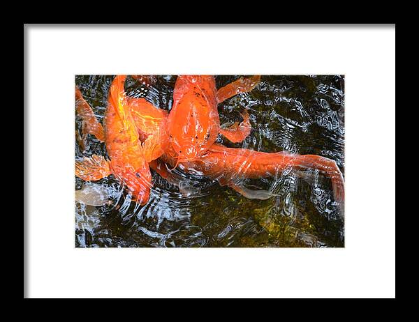 Fish Framed Print featuring the photograph Cunning Koi by Ally White