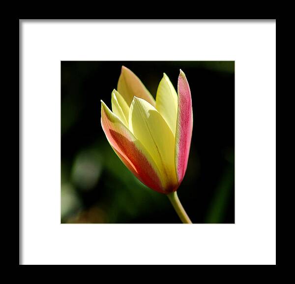 Tulip Framed Print featuring the photograph Cup of Light by Linda Brown