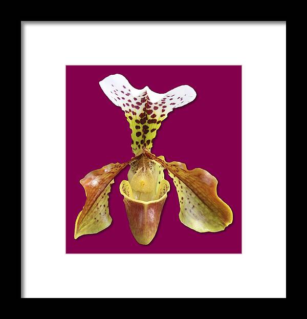 White Framed Print featuring the photograph Cup of Nectar by Bob Slitzan