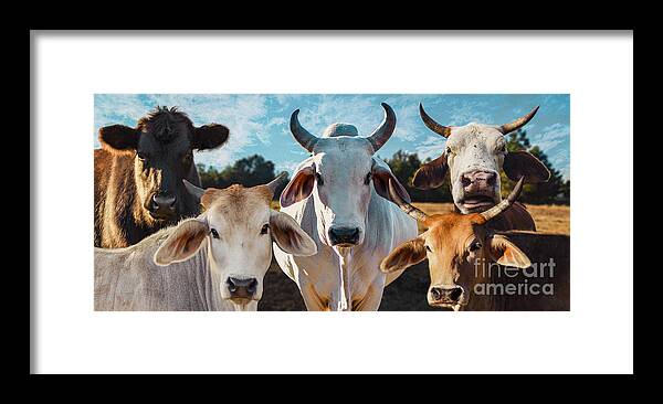 Cows Framed Print featuring the photograph CupCake Cows by Metaphor Photo