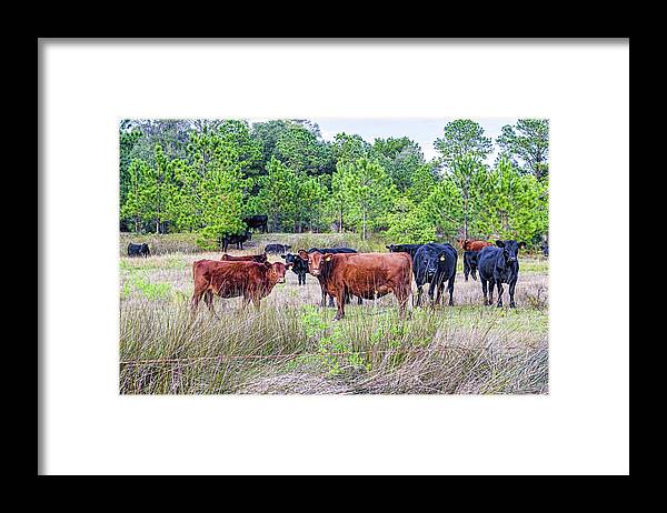 Agriculture Framed Print featuring the photograph Curiosity by Scott Hansen