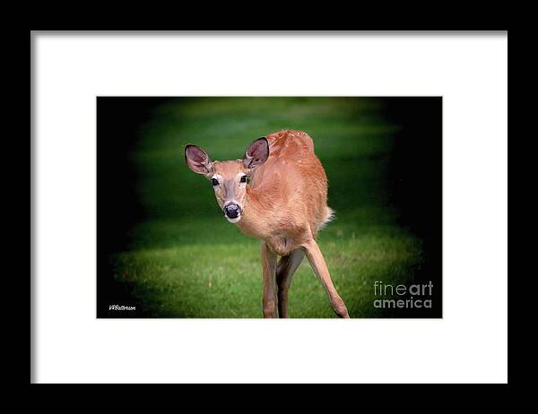 Deer Framed Print featuring the photograph Curiosity by Veronica Batterson