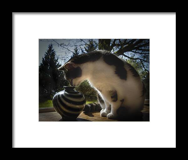 Animals Framed Print featuring the photograph Curious Cat by Jean Noren