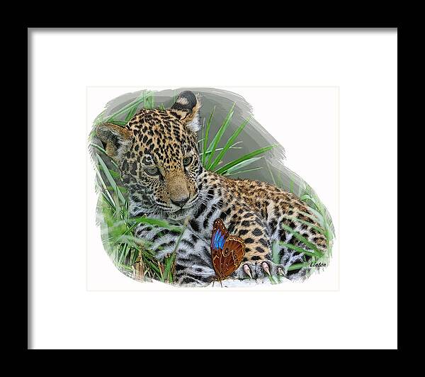 Jaguar Framed Print featuring the digital art Curious Cub by Larry Linton