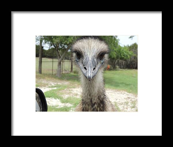 Emu Framed Print featuring the photograph Curious Emu at Fossil Rim by Jayne Wilson