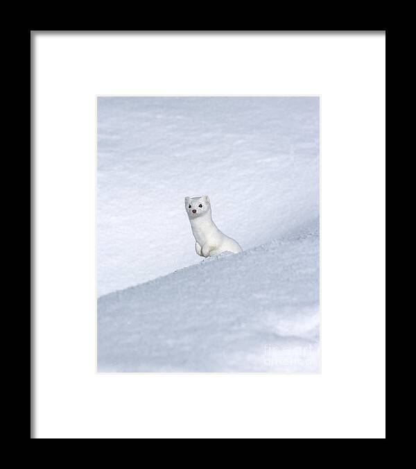 Yellowstone Framed Print featuring the photograph Curious Ermin by Sandra Bronstein